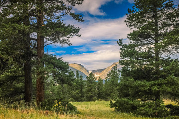 Naklejka premium View Between Pines of Mountain Peaks in Rocky Mountain National Park near Sprague Lake Trail