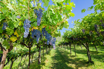 Vignoble et grappes de raisin