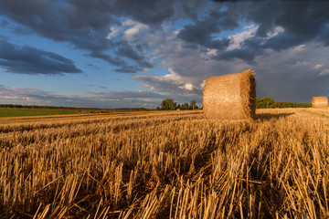 Golden straw rolls on a sloping field on a summer evening