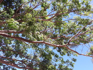 Winter Leaves