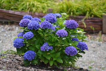 Garden hydrangea with blue flowers. Wicker fence in the background