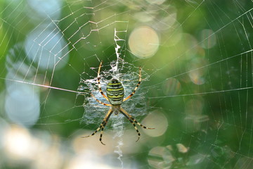 Spider on the web (bokeh). Argiope bruennichi (Wasp spider)