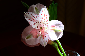 Fototapeta na wymiar White Pink Amaryllis