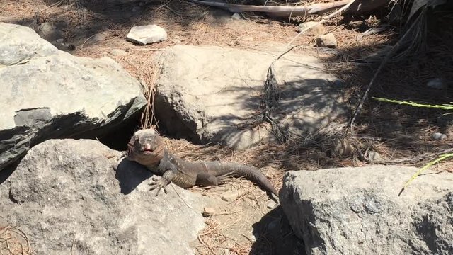 Gran-Canaria-Rieseneidechse, Kanareneidechse, Gekko