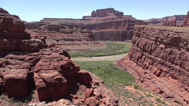 Flowering cactus plants, Yellow flowers of Opuntia sp. (polyacantha) in Canyonlands National Park, Utha