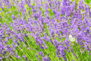 Naklejka premium purple lavender flowers with butterfly