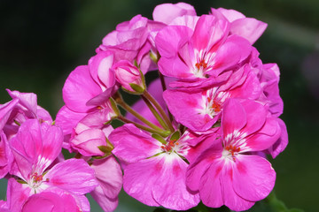 Pink geranium. Pelargonium