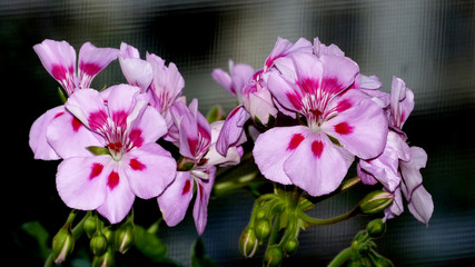 Pink geranium. Pelargonium
