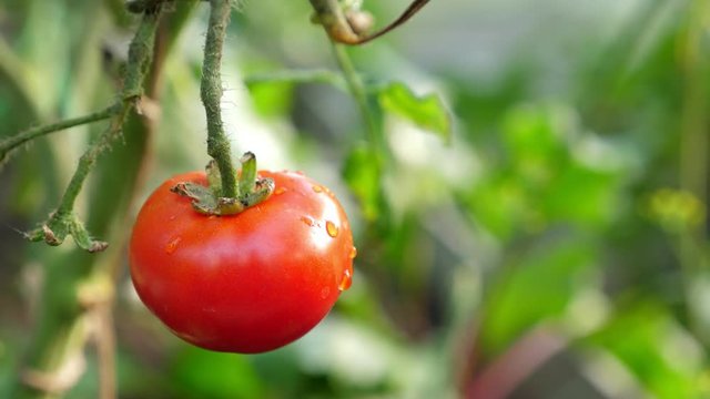 Red tomato grow in hothouse, closeup