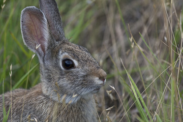 Mr. Rabbit