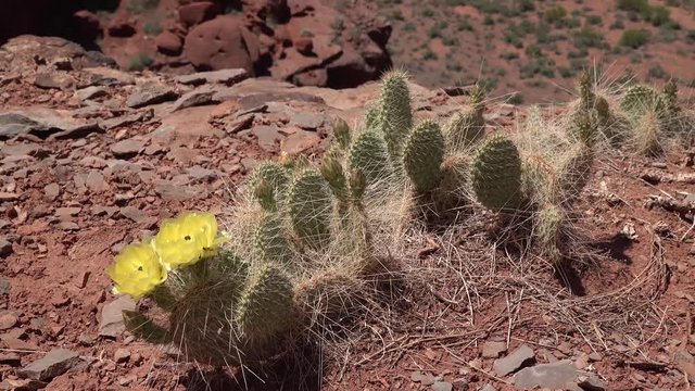 Flowering cactus plants, Yellow flowers of Opuntia sp. (polyacantha) in Canyonlands National Park, Utha