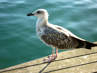 Albatros, sea gall, gull