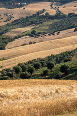 Fototapeta premium Panoramic view of olive groves and farms on rolling hills of Abruzzo