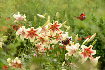 Schmetterling 516 © K.-U. Häßler
