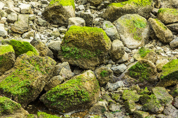 Green algae attached to the rocks, uesful as background/texture (RI, USA)