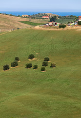  view of olive groves on rolling hills of Abruzzo. Italy