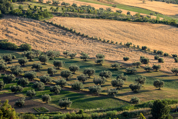 Fototapeta na wymiar Panoramic view of olive groves and farms on rolling hills of Abruzzo