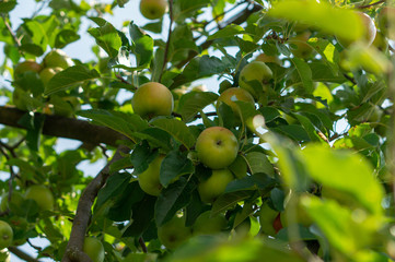 apples on the tree branches