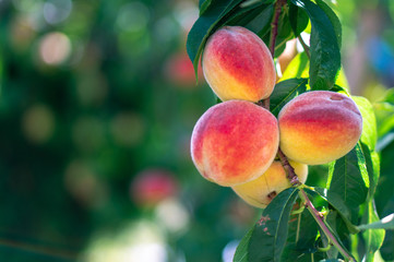 Peaches on the tree branches