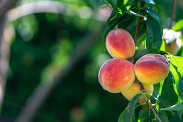 Peaches on the tree branches