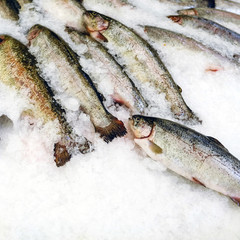 Royal trout fish on display in the fish shop
