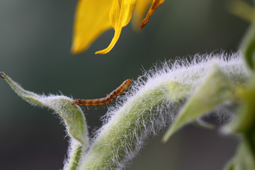 A small caterpillar crawls over the trunk of a sunflower on a blurred green background