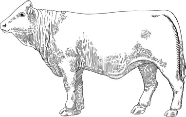 Meat cow in style engraving vintage graphic pattern