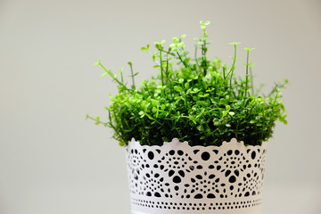 Fresh green grass grows in a concrete pot.