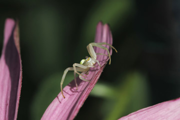 A very small spider sits on a flower petal and waits for guests ...