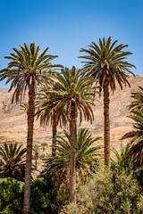 Fototapeta na wymiar Palm trees in the desert