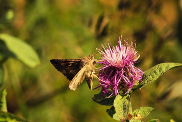 Butterfly autographa gamma landed on a flower in the field