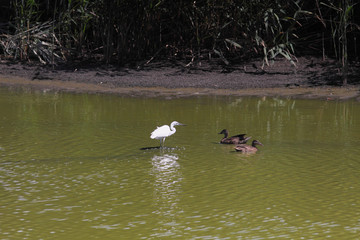 Meeting Heron and ducks on a swamp with green water...
