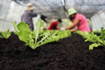 Selective focus of Vegetable sapling over the soil in the greenhouse