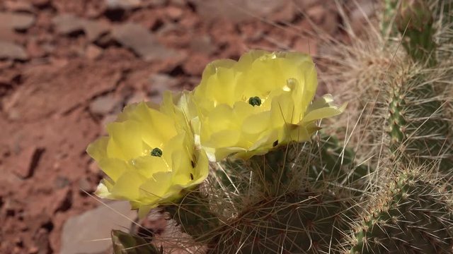 Flowering cactus plants, Yellow flowers of Opuntia sp. (polyacantha) in Canyonlands National Park, Utha