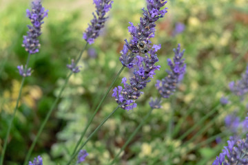 hummel an lavendel
