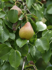 Poires et poiriers communs.