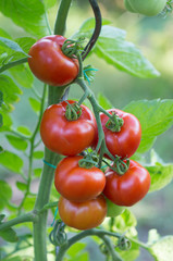 Ripe tomatoes on a stem in the garden