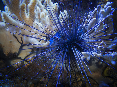 Diadema setosum_Diademseeigel