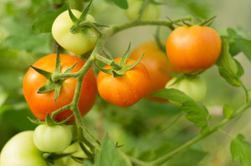 Ripening tomatoes in the garden