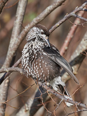 Eurasian nutcracker (Nucifraga caryocatactes)
