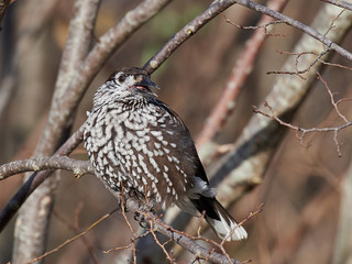 Eurasian nutcracker (Nucifraga caryocatactes)