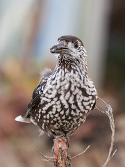 Eurasian nutcracker (Nucifraga caryocatactes)