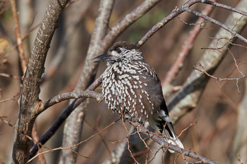 Eurasian nutcracker (Nucifraga caryocatactes)