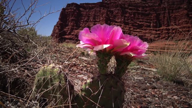 Flowering cactus plants, Pink flowers of Opuntia sp. (polyacantha) in Canyonlands National Park, Utha
