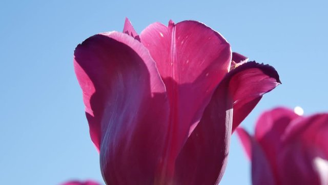 Close up Tulipani colorati in Olanda