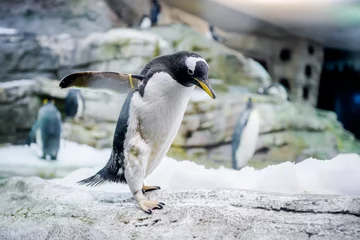 Plexiglas foto achterwand Pinguïns © Alex Tihonov