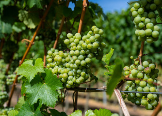 Ripening white grapes close-up on a vine plantation on a beautiful hot, sunny, summer day in western Germany.