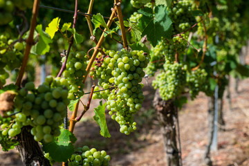 Fototapeta premium Ripening white grapes close-up on a vine plantation on a beautiful hot, sunny, summer day in western Germany.