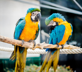 Couple of blue-and-yellow macaws