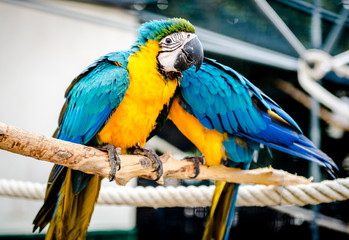 Couple of blue-and-yellow macaws